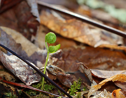 Maidenhair Fern - Adiantum pedatum? These fiddleheads are popping up in the spot where I usually find Adiantum pedatum. I assume that is what they are, but they look different, so I'm not sure. I'll check back in a week or so to confirm the ID.

Habitat: Swampy, mixed forest
https://www.jungledragon.com/image/148268/maidenhair_fern_-_adiantum_pedatum.html
https://www.jungledragon.com/image/148267/maidenhair_fern_-_adiantum_pedatum.html
https://www.jungledragon.com/image/148266/maidenhair_fern_-_adiantum_pedatum.html Geotagged,Spring,United States
