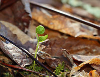 Maidenhair Fern - Adiantum pedatum? These fiddleheads are popping up in the spot where I usually find Adiantum pedatum. I assume that is what they are, but they look different, so I'm not sure. I'll check back in a week or so to confirm the ID.<br />
<br />
Habitat: Swampy, mixed forest<br />
https://www.jungledragon.com/image/148268/maidenhair_fern_-_adiantum_pedatum.html<br />
https://www.jungledragon.com/image/148267/maidenhair_fern_-_adiantum_pedatum.html<br />
https://www.jungledragon.com/image/148266/maidenhair_fern_-_adiantum_pedatum.html Geotagged,Spring,United States