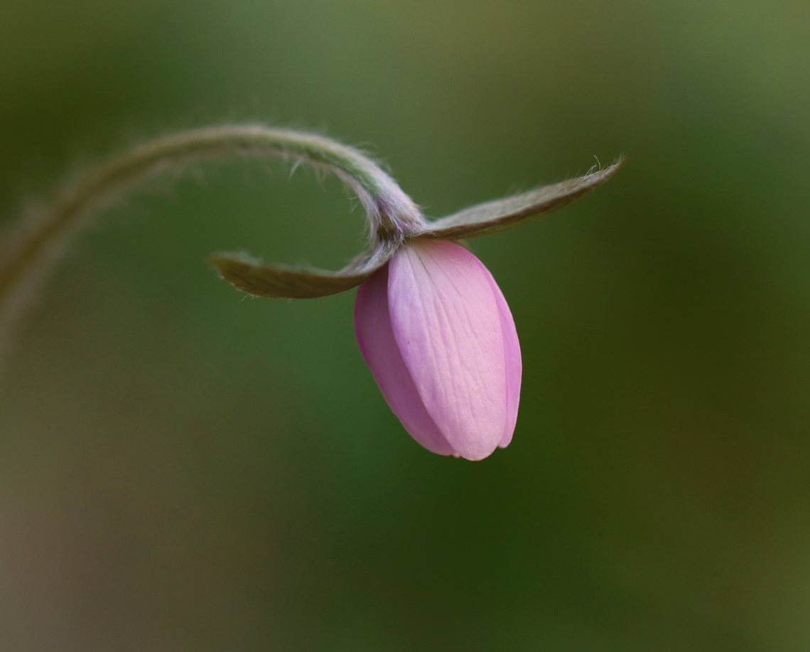 Sharp-lobed Hepatica - Anemone acutiloba Habitat: Mixed forest<br />
<figure class="photo"><a href="https://www.jungledragon.com/image/148287/sharp-lobed_hepatica_-_anemone_acutiloba.html" title="Sharp-lobed Hepatica - Anemone acutiloba"><img src="https://s3.amazonaws.com/media.jungledragon.com/images/3232/148287_thumb.jpg?AWSAccessKeyId=05GMT0V3GWVNE7GGM1R2&Expires=1767225610&Signature=va%2F%2FHnSevDCSVESZyiKKgF4%2FngA%3D" width="200" height="162" alt="Sharp-lobed Hepatica - Anemone acutiloba Habitat: Mixed forest<br />
https://www.jungledragon.com/image/148287/sharp-lobed_hepatica_-_anemone_acutiloba.html<br />
https://www.jungledragon.com/image/148289/sharp-lobed_hepatica_-_anemone_acutiloba.html<br />
https://www.jungledragon.com/image/148288/sharp-lobed_hepatica_-_anemone_acutiloba.html<br />
 Anemone acutiloba,Geotagged,Sharp-lobed Hepatica,Spring,United States" /></a></figure><br />
<figure class="photo"><a href="https://www.jungledragon.com/image/148289/sharp-lobed_hepatica_-_anemone_acutiloba.html" title="Sharp-lobed Hepatica - Anemone acutiloba"><img src="https://s3.amazonaws.com/media.jungledragon.com/images/3232/148289_thumb.jpg?AWSAccessKeyId=05GMT0V3GWVNE7GGM1R2&Expires=1767225610&Signature=CkKK%2FATKv3pMhQFhEzNfE3uojqQ%3D" width="132" height="152" alt="Sharp-lobed Hepatica - Anemone acutiloba Habitat: Mixed forest<br />
https://www.jungledragon.com/image/148287/sharp-lobed_hepatica_-_anemone_acutiloba.html<br />
https://www.jungledragon.com/image/148289/sharp-lobed_hepatica_-_anemone_acutiloba.html<br />
https://www.jungledragon.com/image/148288/sharp-lobed_hepatica_-_anemone_acutiloba.html<br />
 Anemone acutiloba,Geotagged,Hepatica acutiloba,Sharp-lobed Hepatica,Spring,United States" /></a></figure><br />
<figure class="photo"><a href="https://www.jungledragon.com/image/148288/sharp-lobed_hepatica_-_anemone_acutiloba.html" title="Sharp-lobed Hepatica - Anemone acutiloba"><img src="https://s3.amazonaws.com/media.jungledragon.com/images/3232/148288_thumb.jpg?AWSAccessKeyId=05GMT0V3GWVNE7GGM1R2&Expires=1767225610&Signature=xQJ9nYJPq2h%2FZY6B7mU10g6%2BvLw%3D" width="200" height="168" alt="Sharp-lobed Hepatica - Anemone acutiloba Habitat: Mixed forest<br />
https://www.jungledragon.com/image/148287/sharp-lobed_hepatica_-_anemone_acutiloba.html<br />
https://www.jungledragon.com/image/148289/sharp-lobed_hepatica_-_anemone_acutiloba.html<br />
https://www.jungledragon.com/image/148288/sharp-lobed_hepatica_-_anemone_acutiloba.html<br />
 Anemone acutiloba,Geotagged,Sharp-lobed Hepatica,Spring,United States" /></a></figure><br />
 Anemone acutiloba,Geotagged,Sharp-lobed Hepatica,Spring,United States