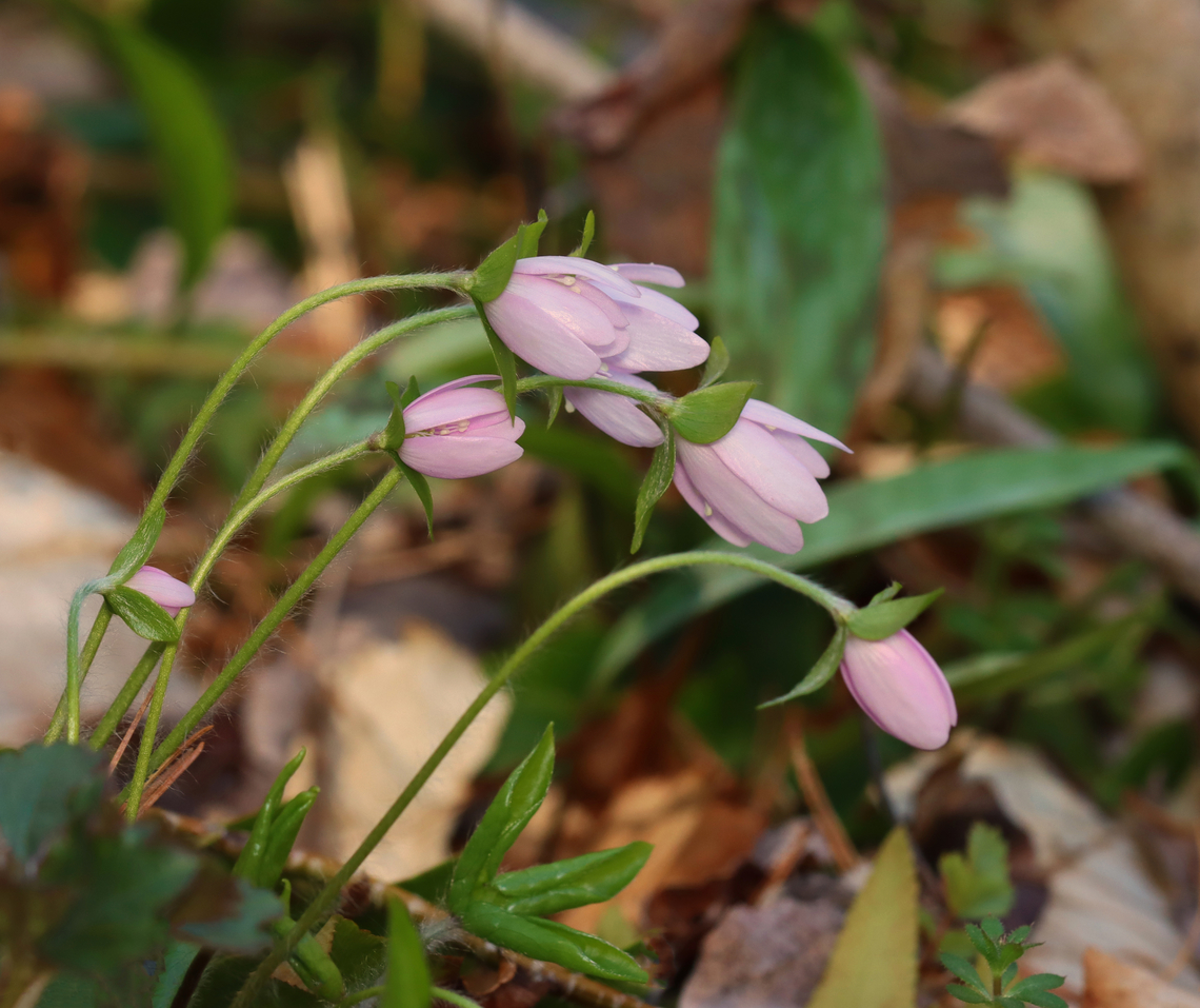 Sharp-lobed Hepatica - Anemone acutiloba Habitat: Mixed forest<br />
<figure class="photo"><a href="https://www.jungledragon.com/image/148287/sharp-lobed_hepatica_-_anemone_acutiloba.html" title="Sharp-lobed Hepatica - Anemone acutiloba"><img src="https://s3.amazonaws.com/media.jungledragon.com/images/3232/148287_thumb.jpg?AWSAccessKeyId=05GMT0V3GWVNE7GGM1R2&Expires=1759968010&Signature=AnxrowbUVNbnemhhgMCxQcWrmyI%3D" width="200" height="162" alt="Sharp-lobed Hepatica - Anemone acutiloba Habitat: Mixed forest<br />
https://www.jungledragon.com/image/148287/sharp-lobed_hepatica_-_anemone_acutiloba.html<br />
https://www.jungledragon.com/image/148289/sharp-lobed_hepatica_-_anemone_acutiloba.html<br />
https://www.jungledragon.com/image/148288/sharp-lobed_hepatica_-_anemone_acutiloba.html<br />
 Anemone acutiloba,Geotagged,Sharp-lobed Hepatica,Spring,United States" /></a></figure><br />
<figure class="photo"><a href="https://www.jungledragon.com/image/148289/sharp-lobed_hepatica_-_anemone_acutiloba.html" title="Sharp-lobed Hepatica - Anemone acutiloba"><img src="https://s3.amazonaws.com/media.jungledragon.com/images/3232/148289_thumb.jpg?AWSAccessKeyId=05GMT0V3GWVNE7GGM1R2&Expires=1759968010&Signature=EumCuxqlN40IY%2BHSW0MNa%2F8SVnY%3D" width="132" height="152" alt="Sharp-lobed Hepatica - Anemone acutiloba Habitat: Mixed forest<br />
https://www.jungledragon.com/image/148287/sharp-lobed_hepatica_-_anemone_acutiloba.html<br />
https://www.jungledragon.com/image/148289/sharp-lobed_hepatica_-_anemone_acutiloba.html<br />
https://www.jungledragon.com/image/148288/sharp-lobed_hepatica_-_anemone_acutiloba.html<br />
 Anemone acutiloba,Geotagged,Hepatica acutiloba,Sharp-lobed Hepatica,Spring,United States" /></a></figure><br />
<figure class="photo"><a href="https://www.jungledragon.com/image/148288/sharp-lobed_hepatica_-_anemone_acutiloba.html" title="Sharp-lobed Hepatica - Anemone acutiloba"><img src="https://s3.amazonaws.com/media.jungledragon.com/images/3232/148288_thumb.jpg?AWSAccessKeyId=05GMT0V3GWVNE7GGM1R2&Expires=1759968010&Signature=1UI4ccmDWbJqQ5fANZSFc2WL034%3D" width="200" height="168" alt="Sharp-lobed Hepatica - Anemone acutiloba Habitat: Mixed forest<br />
https://www.jungledragon.com/image/148287/sharp-lobed_hepatica_-_anemone_acutiloba.html<br />
https://www.jungledragon.com/image/148289/sharp-lobed_hepatica_-_anemone_acutiloba.html<br />
https://www.jungledragon.com/image/148288/sharp-lobed_hepatica_-_anemone_acutiloba.html<br />
 Anemone acutiloba,Geotagged,Sharp-lobed Hepatica,Spring,United States" /></a></figure><br />
 Anemone acutiloba,Geotagged,Sharp-lobed Hepatica,Spring,United States
