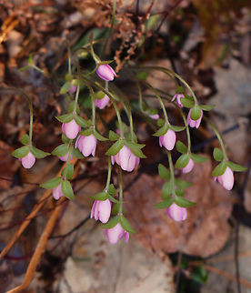 Sharp-lobed Hepatica - Anemone acutiloba Habitat: Mixed forest
https://www.jungledragon.com/image/148287/sharp-lobed_hepatica_-_anemone_acutiloba.html
https://www.jungledragon.com/image/148289/sharp-lobed_hepatica_-_anemone_acutiloba.html
https://www.jungledragon.com/image/148288/sharp-lobed_hepatica_-_anemone_acutiloba.html
 Anemone acutiloba,Geotagged,Hepatica acutiloba,Sharp-lobed Hepatica,Spring,United States