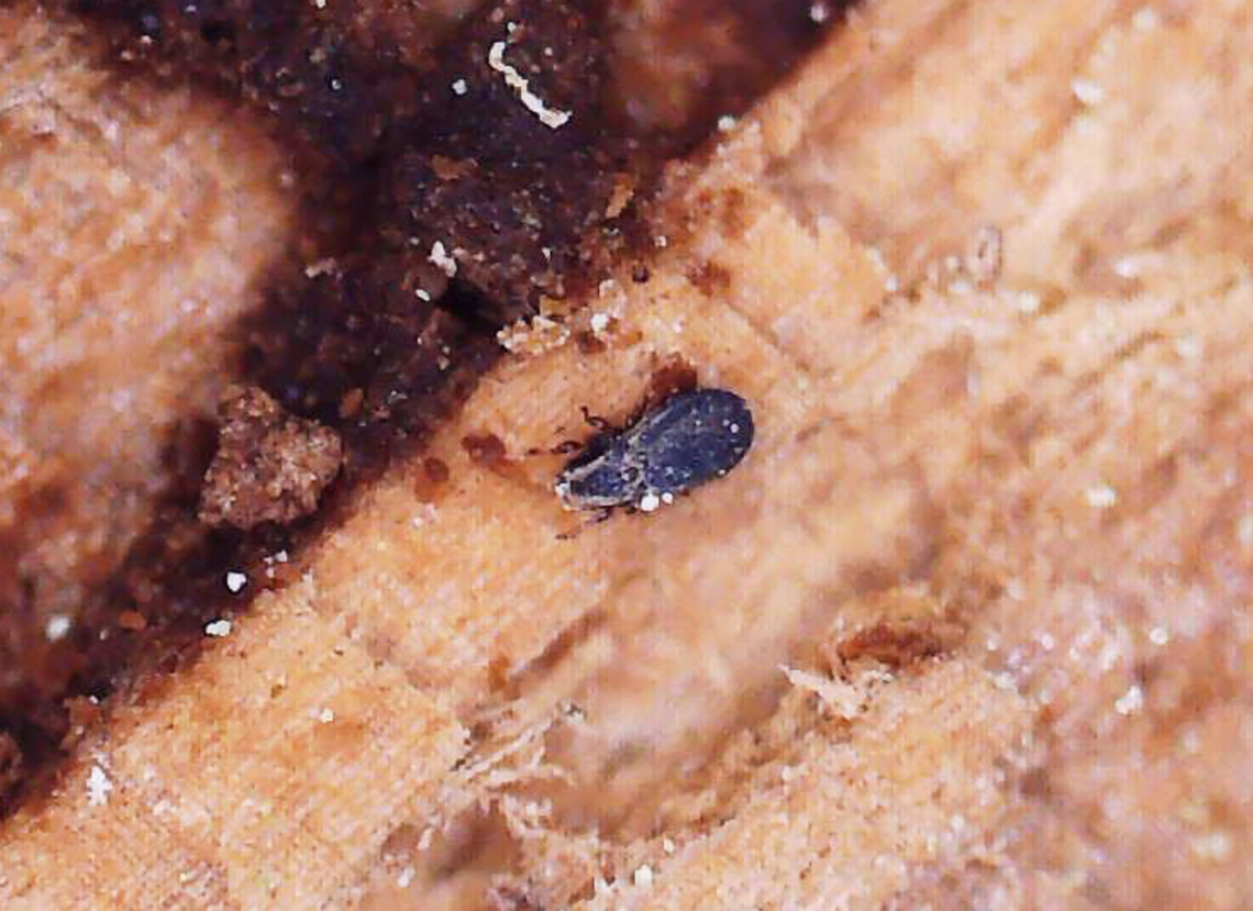 Beetle Mite - Acari I found this tiny mite in a rotting conifer log. I had collected pieces of the wood with lichen on it so I could ID the lichen at home with chemical tests under the microscope. As I was doing so, several of these tiny beetles (they look like specks without magnification) came out of the wood. <br />
<br />
This individual was ~1.7 mm long. I took all of the photos with a digital microscope that has 20-200x magnification. I kept a couple specimens, and will try to get better photos, but I am not sure that I have enough magnification power with my scope. So, this might be the best I can do.<br />
<br />
Video: <section class="video"><iframe width="448" height="252" src="https://player.vimeo.com/video/817644165?title=0&byline=0&portrait=0" frameborder="0"></iframe></section><br />
<br />
Habitat: In a rotten pine log; mixed forest<br />
<figure class="photo"><a href="https://www.jungledragon.com/image/148373/beetle_mite_-_acari.html" title="Beetle Mite - Acari"><img src="https://s3.amazonaws.com/media.jungledragon.com/images/3232/148373_thumb.jpg?AWSAccessKeyId=05GMT0V3GWVNE7GGM1R2&Expires=1759968010&Signature=3CsZhoLnnlelTrrlecKSP%2B7k2Oo%3D" width="200" height="146" alt="Beetle Mite - Acari I found this tiny mite in a rotting conifer log. I had collected pieces of the wood with lichen on it so I could ID the lichen at home with chemical tests under the microscope. As I was doing so, several of these tiny beetles (they look like specks without magnification) came out of the wood. <br />
<br />
This individual was ~1.7 mm long. I took all of the photos with a digital microscope that has 20-200x magnification. I kept a couple specimens, and will try to get better photos, but I am not sure that I have enough magnification power with my scope. So, this might be the best I can do.<br />
<br />
Video: https://vimeo.com/817644165<br />
<br />
Habitat: In a rotten pine log; mixed forest<br />
https://www.jungledragon.com/image/148373/beetle_-_family_latridiidae.html<br />
https://www.jungledragon.com/image/148376/beetle_-_family_latridiidae.html<br />
https://www.jungledragon.com/image/148375/beetle_-_family_latridiidae.html<br />
https://www.jungledragon.com/image/148374/beetle_-_family_latridiidae.html Geotagged,United States" /></a></figure><br />
<figure class="photo"><a href="https://www.jungledragon.com/image/148376/beetle_mite_-_acari.html" title="Beetle Mite - Acari"><img src="https://s3.amazonaws.com/media.jungledragon.com/images/3232/148376_thumb.jpg?AWSAccessKeyId=05GMT0V3GWVNE7GGM1R2&Expires=1759968010&Signature=3Gss7Ze57eqG8f2VHTi%2BQeH%2Fn7g%3D" width="132" height="152" alt="Beetle Mite - Acari I found this tiny mite in a rotting conifer log. I had collected pieces of the wood with lichen on it so I could ID the lichen at home with chemical tests under the microscope. As I was doing so, several of these tiny beetles (they look like specks without magnification) came out of the wood. <br />
<br />
This individual was ~1.7 mm long. I took all of the photos with a digital microscope that has 20-200x magnification. I kept a couple specimens, and will try to get better photos, but I am not sure that I have enough magnification power with my scope. So, this might be the best I can do.<br />
<br />
Video: https://vimeo.com/817644165<br />
<br />
Habitat: In a rotten pine log; mixed forest<br />
https://www.jungledragon.com/image/148373/beetle_-_family_latridiidae.html<br />
https://www.jungledragon.com/image/148376/beetle_-_family_latridiidae.html<br />
https://www.jungledragon.com/image/148375/beetle_-_family_latridiidae.html<br />
https://www.jungledragon.com/image/148374/beetle_-_family_latridiidae.html Geotagged,United States,acari,beetle mite,mite" /></a></figure><br />
<figure class="photo"><a href="https://www.jungledragon.com/image/148375/beetle_mite_-_acari.html" title="Beetle Mite - Acari"><img src="https://s3.amazonaws.com/media.jungledragon.com/images/3232/148375_thumb.jpg?AWSAccessKeyId=05GMT0V3GWVNE7GGM1R2&Expires=1759968010&Signature=9o5l7CpH5mk2ZJvje9z4pnIfo8o%3D" width="200" height="150" alt="Beetle Mite - Acari I found this tiny mite in a rotting conifer log. I had collected pieces of the wood with lichen on it so I could ID the lichen at home with chemical tests under the microscope. As I was doing so, several of these tiny beetles (they look like specks without magnification) came out of the wood. <br />
<br />
This individual was ~1.7 mm long. I took all of the photos with a digital microscope that has 20-200x magnification. I kept a couple specimens, and will try to get better photos, but I am not sure that I have enough magnification power with my scope. So, this might be the best I can do.<br />
<br />
Video: https://vimeo.com/817644165<br />
<br />
Habitat: In a rotten pine log; mixed forest<br />
https://www.jungledragon.com/image/148373/beetle_-_family_latridiidae.html<br />
https://www.jungledragon.com/image/148376/beetle_-_family_latridiidae.html<br />
https://www.jungledragon.com/image/148375/beetle_-_family_latridiidae.html<br />
https://www.jungledragon.com/image/148374/beetle_-_family_latridiidae.html Geotagged,United States" /></a></figure><br />
<figure class="photo"><a href="https://www.jungledragon.com/image/148374/beetle_mite_-_acari.html" title="Beetle Mite - Acari"><img src="https://s3.amazonaws.com/media.jungledragon.com/images/3232/148374_thumb.jpg?AWSAccessKeyId=05GMT0V3GWVNE7GGM1R2&Expires=1759968010&Signature=B9nA%2FA%2B%2Fn7hY0nfqw8daJTgkldI%3D" width="200" height="148" alt="Beetle Mite - Acari I found this tiny mite in a rotting conifer log. I had collected pieces of the wood with lichen on it so I could ID the lichen at home with chemical tests under the microscope. As I was doing so, several of these tiny beetles (they look like specks without magnification) came out of the wood. <br />
<br />
This individual was ~1.7 mm long. I took all of the photos with a digital microscope that has 20-200x magnification. I kept a couple specimens, and will try to get better photos, but I am not sure that I have enough magnification power with my scope. So, this might be the best I can do.<br />
<br />
Video: https://vimeo.com/817644165<br />
<br />
Habitat: In a rotten pine log; mixed forest<br />
https://www.jungledragon.com/image/148373/beetle_-_family_latridiidae.html<br />
https://www.jungledragon.com/image/148376/beetle_-_family_latridiidae.html<br />
https://www.jungledragon.com/image/148375/beetle_-_family_latridiidae.html<br />
https://www.jungledragon.com/image/148374/beetle_-_family_latridiidae.html Geotagged,United States,acari,mite" /></a></figure> Geotagged,United States