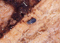 Beetle Mite - Acari I found this tiny mite in a rotting conifer log. I had collected pieces of the wood with lichen on it so I could ID the lichen at home with chemical tests under the microscope. As I was doing so, several of these tiny beetles (they look like specks without magnification) came out of the wood. <br />
<br />
This individual was ~1.7 mm long. I took all of the photos with a digital microscope that has 20-200x magnification. I kept a couple specimens, and will try to get better photos, but I am not sure that I have enough magnification power with my scope. So, this might be the best I can do.<br />
<br />
Video: https://vimeo.com/817644165<br />
<br />
Habitat: In a rotten pine log; mixed forest<br />
https://www.jungledragon.com/image/148373/beetle_-_family_latridiidae.html<br />
https://www.jungledragon.com/image/148376/beetle_-_family_latridiidae.html<br />
https://www.jungledragon.com/image/148375/beetle_-_family_latridiidae.html<br />
https://www.jungledragon.com/image/148374/beetle_-_family_latridiidae.html Geotagged,United States