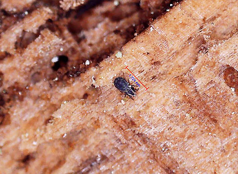Beetle Mite - Acari I found this tiny mite in a rotting conifer log. I had collected pieces of the wood with lichen on it so I could ID the lichen at home with chemical tests under the microscope. As I was doing so, several of these tiny beetles (they look like specks without magnification) came out of the wood. 

This individual was ~1.7 mm long. I took all of the photos with a digital microscope that has 20-200x magnification. I kept a couple specimens, and will try to get better photos, but I am not sure that I have enough magnification power with my scope. So, this might be the best I can do.

Video: https://vimeo.com/817644165

Habitat: In a rotten pine log; mixed forest
https://www.jungledragon.com/image/148373/beetle_-_family_latridiidae.html
https://www.jungledragon.com/image/148376/beetle_-_family_latridiidae.html
https://www.jungledragon.com/image/148375/beetle_-_family_latridiidae.html
https://www.jungledragon.com/image/148374/beetle_-_family_latridiidae.html Geotagged,United States,acari,mite