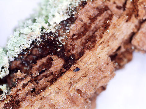 Beetle Mite - Acari I found this tiny mite in a rotting conifer log. I had collected pieces of the wood with lichen on it so I could ID the lichen at home with chemical tests under the microscope. As I was doing so, several of these tiny beetles (they look like specks without magnification) came out of the wood. 

This individual was ~1.7 mm long. I took all of the photos with a digital microscope that has 20-200x magnification. I kept a couple specimens, and will try to get better photos, but I am not sure that I have enough magnification power with my scope. So, this might be the best I can do.

Video: https://vimeo.com/817644165

Habitat: In a rotten pine log; mixed forest
https://www.jungledragon.com/image/148373/beetle_-_family_latridiidae.html
https://www.jungledragon.com/image/148376/beetle_-_family_latridiidae.html
https://www.jungledragon.com/image/148375/beetle_-_family_latridiidae.html
https://www.jungledragon.com/image/148374/beetle_-_family_latridiidae.html Geotagged,United States