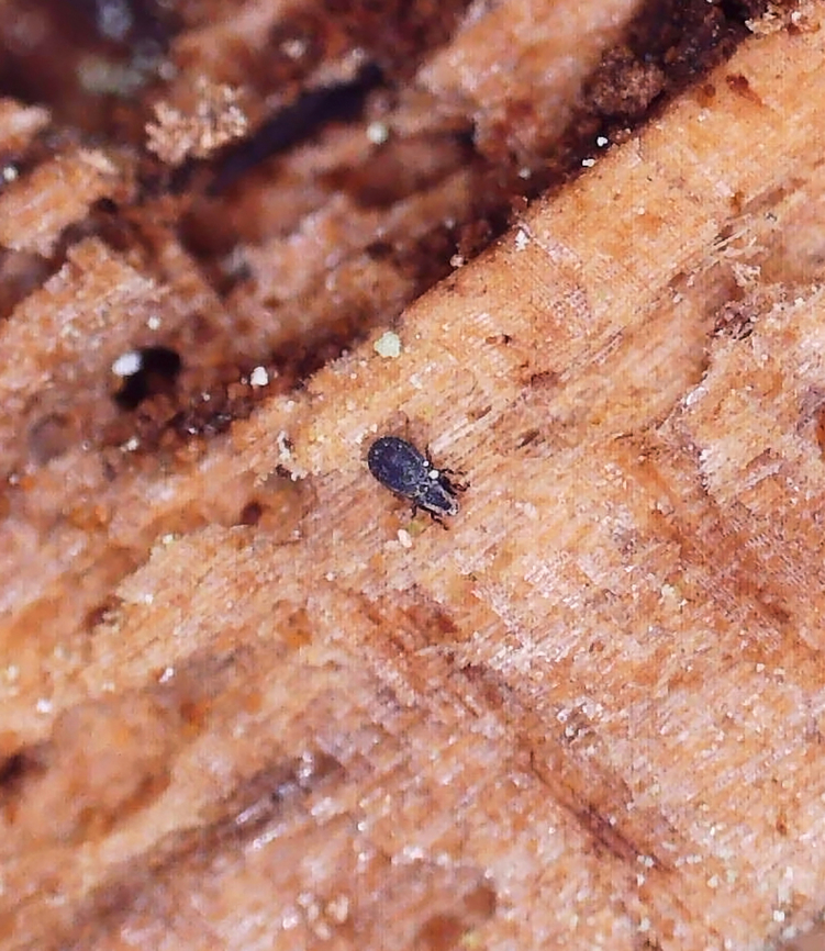 Beetle Mite - Acari I found this tiny mite in a rotting conifer log. I had collected pieces of the wood with lichen on it so I could ID the lichen at home with chemical tests under the microscope. As I was doing so, several of these tiny beetles (they look like specks without magnification) came out of the wood. <br />
<br />
This individual was ~1.7 mm long. I took all of the photos with a digital microscope that has 20-200x magnification. I kept a couple specimens, and will try to get better photos, but I am not sure that I have enough magnification power with my scope. So, this might be the best I can do.<br />
<br />
Video: <section class="video"><iframe width="448" height="252" src="https://player.vimeo.com/video/817644165?title=0&byline=0&portrait=0" frameborder="0"></iframe></section><br />
<br />
Habitat: In a rotten pine log; mixed forest<br />
<figure class="photo"><a href="https://www.jungledragon.com/image/148373/beetle_mite_-_acari.html" title="Beetle Mite - Acari"><img src="https://s3.amazonaws.com/media.jungledragon.com/images/3232/148373_thumb.jpg?AWSAccessKeyId=05GMT0V3GWVNE7GGM1R2&Expires=1759968010&Signature=3CsZhoLnnlelTrrlecKSP%2B7k2Oo%3D" width="200" height="146" alt="Beetle Mite - Acari I found this tiny mite in a rotting conifer log. I had collected pieces of the wood with lichen on it so I could ID the lichen at home with chemical tests under the microscope. As I was doing so, several of these tiny beetles (they look like specks without magnification) came out of the wood. <br />
<br />
This individual was ~1.7 mm long. I took all of the photos with a digital microscope that has 20-200x magnification. I kept a couple specimens, and will try to get better photos, but I am not sure that I have enough magnification power with my scope. So, this might be the best I can do.<br />
<br />
Video: https://vimeo.com/817644165<br />
<br />
Habitat: In a rotten pine log; mixed forest<br />
https://www.jungledragon.com/image/148373/beetle_-_family_latridiidae.html<br />
https://www.jungledragon.com/image/148376/beetle_-_family_latridiidae.html<br />
https://www.jungledragon.com/image/148375/beetle_-_family_latridiidae.html<br />
https://www.jungledragon.com/image/148374/beetle_-_family_latridiidae.html Geotagged,United States" /></a></figure><br />
<figure class="photo"><a href="https://www.jungledragon.com/image/148376/beetle_mite_-_acari.html" title="Beetle Mite - Acari"><img src="https://s3.amazonaws.com/media.jungledragon.com/images/3232/148376_thumb.jpg?AWSAccessKeyId=05GMT0V3GWVNE7GGM1R2&Expires=1759968010&Signature=3Gss7Ze57eqG8f2VHTi%2BQeH%2Fn7g%3D" width="132" height="152" alt="Beetle Mite - Acari I found this tiny mite in a rotting conifer log. I had collected pieces of the wood with lichen on it so I could ID the lichen at home with chemical tests under the microscope. As I was doing so, several of these tiny beetles (they look like specks without magnification) came out of the wood. <br />
<br />
This individual was ~1.7 mm long. I took all of the photos with a digital microscope that has 20-200x magnification. I kept a couple specimens, and will try to get better photos, but I am not sure that I have enough magnification power with my scope. So, this might be the best I can do.<br />
<br />
Video: https://vimeo.com/817644165<br />
<br />
Habitat: In a rotten pine log; mixed forest<br />
https://www.jungledragon.com/image/148373/beetle_-_family_latridiidae.html<br />
https://www.jungledragon.com/image/148376/beetle_-_family_latridiidae.html<br />
https://www.jungledragon.com/image/148375/beetle_-_family_latridiidae.html<br />
https://www.jungledragon.com/image/148374/beetle_-_family_latridiidae.html Geotagged,United States,acari,beetle mite,mite" /></a></figure><br />
<figure class="photo"><a href="https://www.jungledragon.com/image/148375/beetle_mite_-_acari.html" title="Beetle Mite - Acari"><img src="https://s3.amazonaws.com/media.jungledragon.com/images/3232/148375_thumb.jpg?AWSAccessKeyId=05GMT0V3GWVNE7GGM1R2&Expires=1759968010&Signature=9o5l7CpH5mk2ZJvje9z4pnIfo8o%3D" width="200" height="150" alt="Beetle Mite - Acari I found this tiny mite in a rotting conifer log. I had collected pieces of the wood with lichen on it so I could ID the lichen at home with chemical tests under the microscope. As I was doing so, several of these tiny beetles (they look like specks without magnification) came out of the wood. <br />
<br />
This individual was ~1.7 mm long. I took all of the photos with a digital microscope that has 20-200x magnification. I kept a couple specimens, and will try to get better photos, but I am not sure that I have enough magnification power with my scope. So, this might be the best I can do.<br />
<br />
Video: https://vimeo.com/817644165<br />
<br />
Habitat: In a rotten pine log; mixed forest<br />
https://www.jungledragon.com/image/148373/beetle_-_family_latridiidae.html<br />
https://www.jungledragon.com/image/148376/beetle_-_family_latridiidae.html<br />
https://www.jungledragon.com/image/148375/beetle_-_family_latridiidae.html<br />
https://www.jungledragon.com/image/148374/beetle_-_family_latridiidae.html Geotagged,United States" /></a></figure><br />
<figure class="photo"><a href="https://www.jungledragon.com/image/148374/beetle_mite_-_acari.html" title="Beetle Mite - Acari"><img src="https://s3.amazonaws.com/media.jungledragon.com/images/3232/148374_thumb.jpg?AWSAccessKeyId=05GMT0V3GWVNE7GGM1R2&Expires=1759968010&Signature=B9nA%2FA%2B%2Fn7hY0nfqw8daJTgkldI%3D" width="200" height="148" alt="Beetle Mite - Acari I found this tiny mite in a rotting conifer log. I had collected pieces of the wood with lichen on it so I could ID the lichen at home with chemical tests under the microscope. As I was doing so, several of these tiny beetles (they look like specks without magnification) came out of the wood. <br />
<br />
This individual was ~1.7 mm long. I took all of the photos with a digital microscope that has 20-200x magnification. I kept a couple specimens, and will try to get better photos, but I am not sure that I have enough magnification power with my scope. So, this might be the best I can do.<br />
<br />
Video: https://vimeo.com/817644165<br />
<br />
Habitat: In a rotten pine log; mixed forest<br />
https://www.jungledragon.com/image/148373/beetle_-_family_latridiidae.html<br />
https://www.jungledragon.com/image/148376/beetle_-_family_latridiidae.html<br />
https://www.jungledragon.com/image/148375/beetle_-_family_latridiidae.html<br />
https://www.jungledragon.com/image/148374/beetle_-_family_latridiidae.html Geotagged,United States,acari,mite" /></a></figure> Geotagged,United States,acari,beetle mite,mite