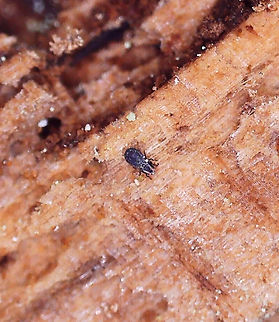 Beetle Mite - Acari I found this tiny mite in a rotting conifer log. I had collected pieces of the wood with lichen on it so I could ID the lichen at home with chemical tests under the microscope. As I was doing so, several of these tiny beetles (they look like specks without magnification) came out of the wood. 

This individual was ~1.7 mm long. I took all of the photos with a digital microscope that has 20-200x magnification. I kept a couple specimens, and will try to get better photos, but I am not sure that I have enough magnification power with my scope. So, this might be the best I can do.

Video: https://vimeo.com/817644165

Habitat: In a rotten pine log; mixed forest
https://www.jungledragon.com/image/148373/beetle_-_family_latridiidae.html
https://www.jungledragon.com/image/148376/beetle_-_family_latridiidae.html
https://www.jungledragon.com/image/148375/beetle_-_family_latridiidae.html
https://www.jungledragon.com/image/148374/beetle_-_family_latridiidae.html Geotagged,United States,acari,beetle mite,mite