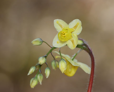 Horny Goat Weed - Epimedium &times; versicolor Epimedium &times; versicolor is a cross between E. grandiflorum and E. pinnatum subsp. colchicum. I haven't seen it growing in this spot in 4 years.

Habitat: Deciduous forest
https://www.jungledragon.com/image/148378/horny_goat_weed_-_epimedium_versicolor.html Barrenwort,Epimedium,Epimedium versicolor,Epimedium &times; versicolor,Geotagged,Spring,United States