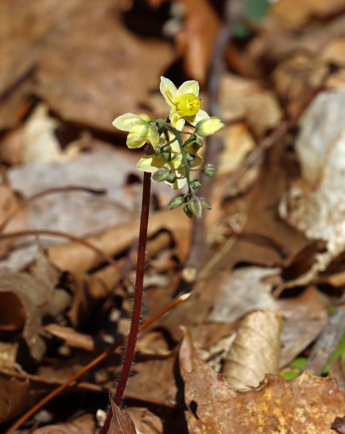 Horny Goat Weed - Epimedium &times; versicolor Epimedium &times; versicolor is a cross between E. grandiflorum and E. pinnatum subsp. colchicum. I haven't seen it growing in this spot in 4 years.<br />
<br />
Habitat: Deciduous forest<br />
<figure class="photo"><a href="https://www.jungledragon.com/image/148377/horny_goat_weed_-_epimedium_versicolor.html" title="Horny Goat Weed - Epimedium &times; versicolor"><img src="https://s3.amazonaws.com/media.jungledragon.com/images/3232/148377_thumb.jpg?AWSAccessKeyId=05GMT0V3GWVNE7GGM1R2&Expires=1770854410&Signature=RN7IVGumLpNoWfXWqLGMhN4QSJM%3D" width="200" height="162" alt="Horny Goat Weed - Epimedium &times; versicolor Epimedium &times; versicolor is a cross between E. grandiflorum and E. pinnatum subsp. colchicum. I haven't seen it growing in this spot in 4 years.<br />
<br />
Habitat: Deciduous forest<br />
https://www.jungledragon.com/image/148378/horny_goat_weed_-_epimedium_versicolor.html Barrenwort,Epimedium,Epimedium versicolor,Epimedium &times; versicolor,Geotagged,Spring,United States" /></a></figure> Barrenwort,Epimedium versicolor,Geotagged,Spring,United States