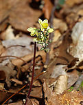 Horny Goat Weed - Epimedium × versicolor Epimedium × versicolor is a cross between E. grandiflorum and E. pinnatum subsp. colchicum. I haven't seen it growing in this spot in 4 years.<br />
<br />
Habitat: Deciduous forest<br />
https://www.jungledragon.com/image/148377/horny_goat_weed_-_epimedium_versicolor.html Barrenwort,Epimedium versicolor,Geotagged,Spring,United States