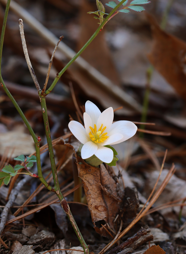 Bloodroot - Sanguinaria canadensis Habitat: Mixed forest <br />
<figure class="photo"><a href="https://www.jungledragon.com/image/148406/bloodroot_-_sanguinaria_canadensis.html" title="Bloodroot - Sanguinaria canadensis"><img src="https://s3.amazonaws.com/media.jungledragon.com/images/3232/148406_thumb.jpg?AWSAccessKeyId=05GMT0V3GWVNE7GGM1R2&Expires=1769040010&Signature=WiBT6Cg0McJ%2FCDYIkmhcOyC6lr4%3D" width="200" height="160" alt="Bloodroot - Sanguinaria canadensis Habitat: Mixed forest<br />
https://www.jungledragon.com/image/148405/bloodroot_-_sanguinaria_canadensis.html Bloodroot,Geotagged,Sanguinaria canadensis,Spring,United States" /></a></figure> Bloodroot,Geotagged,Sanguinaria,Sanguinaria canadensis,Spring,United States