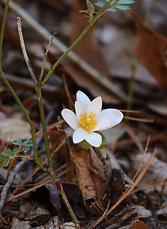 Bloodroot - Sanguinaria canadensis Habitat: Mixed forest 
https://www.jungledragon.com/image/148406/bloodroot_-_sanguinaria_canadensis.html Bloodroot,Geotagged,Sanguinaria,Sanguinaria canadensis,Spring,United States