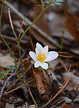 Bloodroot - Sanguinaria canadensis Habitat: Mixed forest <br />
https://www.jungledragon.com/image/148406/bloodroot_-_sanguinaria_canadensis.html Bloodroot,Geotagged,Sanguinaria,Sanguinaria canadensis,Spring,United States