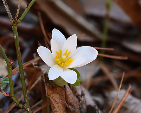Bloodroot - Sanguinaria canadensis Habitat: Mixed forest
https://www.jungledragon.com/image/148405/bloodroot_-_sanguinaria_canadensis.html Bloodroot,Geotagged,Sanguinaria canadensis,Spring,United States