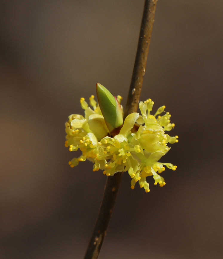 Northern Spicebush - Lindera benzoin Habitat: Mixed forest Common spicebush,Geotagged,Lindera,Lindera benzoin,Spring,United States,northern spicebush,spicebush