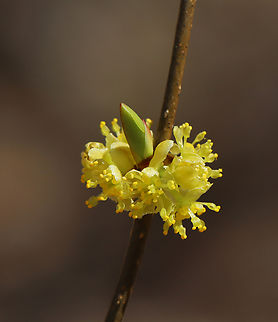 Northern Spicebush - Lindera benzoin Habitat: Mixed forest Common spicebush,Geotagged,Lindera,Lindera benzoin,Spring,United States,northern spicebush,spicebush