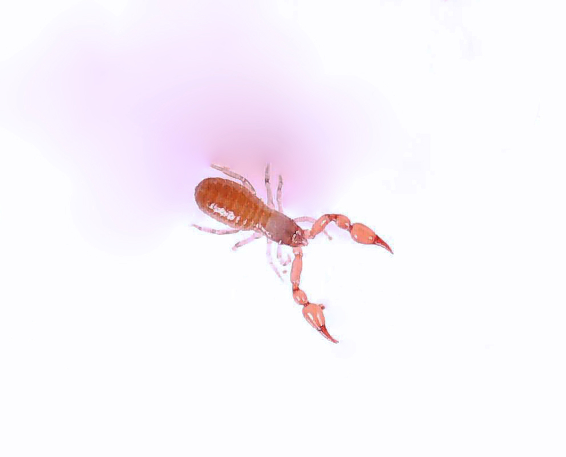 Pseudoscorpion - Order Pseudoscorpiones TL: ~4 mm. Photos taken with microscope. The purple color on the background is the shadow from the light.<br />
<br />
Habitat: Found in a rotting conifer log; mixed forest<br />
<br />
Video: <section class="video"><iframe width="448" height="252" src="https://player.vimeo.com/video/817987275?title=0&byline=0&portrait=0" frameborder="0"></iframe></section> Geotagged,Pseudoscorpiones,United States,pseudoscorpion