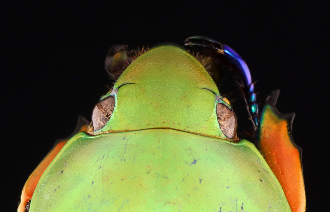 Large-eyed Jewel Scarab - Chrysina macropus *Pinned specimen; native to Guatemala<br />
<figure class="photo"><a href="https://www.jungledragon.com/image/148470/large-eyed_jewel_scarab_-_chrysina_macropus.html" title="Large-eyed Jewel Scarab - Chrysina macropus"><img src="https://s3.amazonaws.com/media.jungledragon.com/images/3232/148470_thumb.jpg?AWSAccessKeyId=05GMT0V3GWVNE7GGM1R2&Expires=1759968010&Signature=vbV0KNlILPHwkqPCDd8i66d2dsw%3D" width="200" height="130" alt="Large-eyed Jewel Scarab - Chrysina macropus *Pinned specimen; native to Guatemala<br />
https://www.jungledragon.com/image/148470/large-eyed_jewel_scarab_-_chrysina_macropus.html<br />
https://www.jungledragon.com/image/148473/large-eyed_jewel_scarab_-_chrysina_macropus.html<br />
https://www.jungledragon.com/image/148472/large-eyed_jewel_scarab_-_chrysina_macropus.html<br />
https://www.jungledragon.com/image/148471/large-eyed_jewel_scarab_-_chrysina_macropus.html Chrysina macropus,Large-eyed Jewel Scarab" /></a></figure><br />
<figure class="photo"><a href="https://www.jungledragon.com/image/148473/large-eyed_jewel_scarab_-_chrysina_macropus.html" title="Large-eyed Jewel Scarab - Chrysina macropus"><img src="https://s3.amazonaws.com/media.jungledragon.com/images/3232/148473_thumb.jpg?AWSAccessKeyId=05GMT0V3GWVNE7GGM1R2&Expires=1759968010&Signature=t6s94qPwfaPdkHo3qQ9Les92d74%3D" width="126" height="152" alt="Large-eyed Jewel Scarab - Chrysina macropus *Pinned specimen; native to Guatemala<br />
https://www.jungledragon.com/image/148470/large-eyed_jewel_scarab_-_chrysina_macropus.html<br />
https://www.jungledragon.com/image/148473/large-eyed_jewel_scarab_-_chrysina_macropus.html<br />
https://www.jungledragon.com/image/148472/large-eyed_jewel_scarab_-_chrysina_macropus.html<br />
https://www.jungledragon.com/image/148471/large-eyed_jewel_scarab_-_chrysina_macropus.html Chrysina macropus,Large-eyed Jewel Scarab" /></a></figure><br />
<figure class="photo"><a href="https://www.jungledragon.com/image/148472/large-eyed_jewel_scarab_-_chrysina_macropus.html" title="Large-eyed Jewel Scarab - Chrysina macropus"><img src="https://s3.amazonaws.com/media.jungledragon.com/images/3232/148472_thumb.jpg?AWSAccessKeyId=05GMT0V3GWVNE7GGM1R2&Expires=1759968010&Signature=WPDp2ZqDuVpkw4fvcxQzxTbmNbE%3D" width="128" height="152" alt="Large-eyed Jewel Scarab - Chrysina macropus *Pinned specimen; native to Guatemala<br />
https://www.jungledragon.com/image/148470/large-eyed_jewel_scarab_-_chrysina_macropus.html<br />
https://www.jungledragon.com/image/148473/large-eyed_jewel_scarab_-_chrysina_macropus.html<br />
https://www.jungledragon.com/image/148472/large-eyed_jewel_scarab_-_chrysina_macropus.html<br />
https://www.jungledragon.com/image/148471/large-eyed_jewel_scarab_-_chrysina_macropus.html Chrysina,Chrysina macropus,Large-eyed Jewel Scarab,beetle,scarab" /></a></figure><br />
<figure class="photo"><a href="https://www.jungledragon.com/image/148471/large-eyed_jewel_scarab_-_chrysina_macropus.html" title="Large-eyed Jewel Scarab - Chrysina macropus"><img src="https://s3.amazonaws.com/media.jungledragon.com/images/3232/148471_thumb.jpg?AWSAccessKeyId=05GMT0V3GWVNE7GGM1R2&Expires=1759968010&Signature=CjWaZNVkRq0Bqub6evQR0Wedahw%3D" width="122" height="152" alt="Large-eyed Jewel Scarab - Chrysina macropus *Pinned specimen; native to Guatemala<br />
https://www.jungledragon.com/image/148470/large-eyed_jewel_scarab_-_chrysina_macropus.html<br />
https://www.jungledragon.com/image/148473/large-eyed_jewel_scarab_-_chrysina_macropus.html<br />
https://www.jungledragon.com/image/148472/large-eyed_jewel_scarab_-_chrysina_macropus.html<br />
https://www.jungledragon.com/image/148471/large-eyed_jewel_scarab_-_chrysina_macropus.html Chrysina macropus,Large-eyed Jewel Scarab" /></a></figure> Chrysina macropus,Large-eyed Jewel Scarab