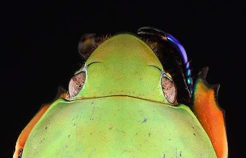 Large-eyed Jewel Scarab - Chrysina macropus *Pinned specimen; native to Guatemala
https://www.jungledragon.com/image/148470/large-eyed_jewel_scarab_-_chrysina_macropus.html
https://www.jungledragon.com/image/148473/large-eyed_jewel_scarab_-_chrysina_macropus.html
https://www.jungledragon.com/image/148472/large-eyed_jewel_scarab_-_chrysina_macropus.html
https://www.jungledragon.com/image/148471/large-eyed_jewel_scarab_-_chrysina_macropus.html Chrysina macropus,Large-eyed Jewel Scarab
