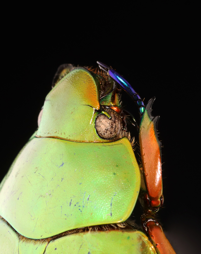 Large-eyed Jewel Scarab - Chrysina macropus *Pinned specimen; native to Guatemala<br />
<figure class="photo"><a href="https://www.jungledragon.com/image/148470/large-eyed_jewel_scarab_-_chrysina_macropus.html" title="Large-eyed Jewel Scarab - Chrysina macropus"><img src="https://s3.amazonaws.com/media.jungledragon.com/images/3232/148470_thumb.jpg?AWSAccessKeyId=05GMT0V3GWVNE7GGM1R2&Expires=1770854410&Signature=f3oAsPJynPibS6Fj%2Bpc8iy8eUM8%3D" width="200" height="130" alt="Large-eyed Jewel Scarab - Chrysina macropus *Pinned specimen; native to Guatemala<br />
https://www.jungledragon.com/image/148470/large-eyed_jewel_scarab_-_chrysina_macropus.html<br />
https://www.jungledragon.com/image/148473/large-eyed_jewel_scarab_-_chrysina_macropus.html<br />
https://www.jungledragon.com/image/148472/large-eyed_jewel_scarab_-_chrysina_macropus.html<br />
https://www.jungledragon.com/image/148471/large-eyed_jewel_scarab_-_chrysina_macropus.html Chrysina macropus,Large-eyed Jewel Scarab" /></a></figure><br />
<figure class="photo"><a href="https://www.jungledragon.com/image/148473/large-eyed_jewel_scarab_-_chrysina_macropus.html" title="Large-eyed Jewel Scarab - Chrysina macropus"><img src="https://s3.amazonaws.com/media.jungledragon.com/images/3232/148473_thumb.jpg?AWSAccessKeyId=05GMT0V3GWVNE7GGM1R2&Expires=1770854410&Signature=KiFndrCPyLA%2BpUKGCBgR%2BMgftP4%3D" width="126" height="152" alt="Large-eyed Jewel Scarab - Chrysina macropus *Pinned specimen; native to Guatemala<br />
https://www.jungledragon.com/image/148470/large-eyed_jewel_scarab_-_chrysina_macropus.html<br />
https://www.jungledragon.com/image/148473/large-eyed_jewel_scarab_-_chrysina_macropus.html<br />
https://www.jungledragon.com/image/148472/large-eyed_jewel_scarab_-_chrysina_macropus.html<br />
https://www.jungledragon.com/image/148471/large-eyed_jewel_scarab_-_chrysina_macropus.html Chrysina macropus,Large-eyed Jewel Scarab" /></a></figure><br />
<figure class="photo"><a href="https://www.jungledragon.com/image/148472/large-eyed_jewel_scarab_-_chrysina_macropus.html" title="Large-eyed Jewel Scarab - Chrysina macropus"><img src="https://s3.amazonaws.com/media.jungledragon.com/images/3232/148472_thumb.jpg?AWSAccessKeyId=05GMT0V3GWVNE7GGM1R2&Expires=1770854410&Signature=IFj62kaJLH0LOXyqzN5ce3TD4Vs%3D" width="128" height="152" alt="Large-eyed Jewel Scarab - Chrysina macropus *Pinned specimen; native to Guatemala<br />
https://www.jungledragon.com/image/148470/large-eyed_jewel_scarab_-_chrysina_macropus.html<br />
https://www.jungledragon.com/image/148473/large-eyed_jewel_scarab_-_chrysina_macropus.html<br />
https://www.jungledragon.com/image/148472/large-eyed_jewel_scarab_-_chrysina_macropus.html<br />
https://www.jungledragon.com/image/148471/large-eyed_jewel_scarab_-_chrysina_macropus.html Chrysina,Chrysina macropus,Large-eyed Jewel Scarab,beetle,scarab" /></a></figure><br />
<figure class="photo"><a href="https://www.jungledragon.com/image/148471/large-eyed_jewel_scarab_-_chrysina_macropus.html" title="Large-eyed Jewel Scarab - Chrysina macropus"><img src="https://s3.amazonaws.com/media.jungledragon.com/images/3232/148471_thumb.jpg?AWSAccessKeyId=05GMT0V3GWVNE7GGM1R2&Expires=1770854410&Signature=pmWrmkuaNqEwFd%2B8s7ItfwIglS0%3D" width="122" height="152" alt="Large-eyed Jewel Scarab - Chrysina macropus *Pinned specimen; native to Guatemala<br />
https://www.jungledragon.com/image/148470/large-eyed_jewel_scarab_-_chrysina_macropus.html<br />
https://www.jungledragon.com/image/148473/large-eyed_jewel_scarab_-_chrysina_macropus.html<br />
https://www.jungledragon.com/image/148472/large-eyed_jewel_scarab_-_chrysina_macropus.html<br />
https://www.jungledragon.com/image/148471/large-eyed_jewel_scarab_-_chrysina_macropus.html Chrysina macropus,Large-eyed Jewel Scarab" /></a></figure> Chrysina macropus,Large-eyed Jewel Scarab