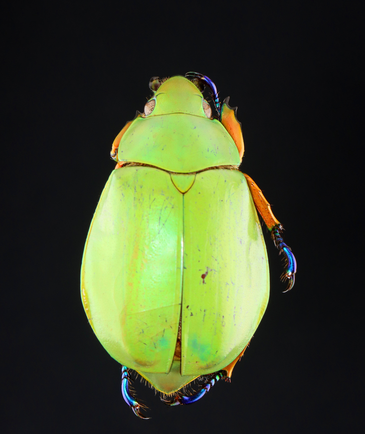 Large-eyed Jewel Scarab - Chrysina macropus *Pinned specimen; native to Guatemala<br />
<figure class="photo"><a href="https://www.jungledragon.com/image/148470/large-eyed_jewel_scarab_-_chrysina_macropus.html" title="Large-eyed Jewel Scarab - Chrysina macropus"><img src="https://s3.amazonaws.com/media.jungledragon.com/images/3232/148470_thumb.jpg?AWSAccessKeyId=05GMT0V3GWVNE7GGM1R2&Expires=1759968010&Signature=vbV0KNlILPHwkqPCDd8i66d2dsw%3D" width="200" height="130" alt="Large-eyed Jewel Scarab - Chrysina macropus *Pinned specimen; native to Guatemala<br />
https://www.jungledragon.com/image/148470/large-eyed_jewel_scarab_-_chrysina_macropus.html<br />
https://www.jungledragon.com/image/148473/large-eyed_jewel_scarab_-_chrysina_macropus.html<br />
https://www.jungledragon.com/image/148472/large-eyed_jewel_scarab_-_chrysina_macropus.html<br />
https://www.jungledragon.com/image/148471/large-eyed_jewel_scarab_-_chrysina_macropus.html Chrysina macropus,Large-eyed Jewel Scarab" /></a></figure><br />
<figure class="photo"><a href="https://www.jungledragon.com/image/148473/large-eyed_jewel_scarab_-_chrysina_macropus.html" title="Large-eyed Jewel Scarab - Chrysina macropus"><img src="https://s3.amazonaws.com/media.jungledragon.com/images/3232/148473_thumb.jpg?AWSAccessKeyId=05GMT0V3GWVNE7GGM1R2&Expires=1759968010&Signature=t6s94qPwfaPdkHo3qQ9Les92d74%3D" width="126" height="152" alt="Large-eyed Jewel Scarab - Chrysina macropus *Pinned specimen; native to Guatemala<br />
https://www.jungledragon.com/image/148470/large-eyed_jewel_scarab_-_chrysina_macropus.html<br />
https://www.jungledragon.com/image/148473/large-eyed_jewel_scarab_-_chrysina_macropus.html<br />
https://www.jungledragon.com/image/148472/large-eyed_jewel_scarab_-_chrysina_macropus.html<br />
https://www.jungledragon.com/image/148471/large-eyed_jewel_scarab_-_chrysina_macropus.html Chrysina macropus,Large-eyed Jewel Scarab" /></a></figure><br />
<figure class="photo"><a href="https://www.jungledragon.com/image/148472/large-eyed_jewel_scarab_-_chrysina_macropus.html" title="Large-eyed Jewel Scarab - Chrysina macropus"><img src="https://s3.amazonaws.com/media.jungledragon.com/images/3232/148472_thumb.jpg?AWSAccessKeyId=05GMT0V3GWVNE7GGM1R2&Expires=1759968010&Signature=WPDp2ZqDuVpkw4fvcxQzxTbmNbE%3D" width="128" height="152" alt="Large-eyed Jewel Scarab - Chrysina macropus *Pinned specimen; native to Guatemala<br />
https://www.jungledragon.com/image/148470/large-eyed_jewel_scarab_-_chrysina_macropus.html<br />
https://www.jungledragon.com/image/148473/large-eyed_jewel_scarab_-_chrysina_macropus.html<br />
https://www.jungledragon.com/image/148472/large-eyed_jewel_scarab_-_chrysina_macropus.html<br />
https://www.jungledragon.com/image/148471/large-eyed_jewel_scarab_-_chrysina_macropus.html Chrysina,Chrysina macropus,Large-eyed Jewel Scarab,beetle,scarab" /></a></figure><br />
<figure class="photo"><a href="https://www.jungledragon.com/image/148471/large-eyed_jewel_scarab_-_chrysina_macropus.html" title="Large-eyed Jewel Scarab - Chrysina macropus"><img src="https://s3.amazonaws.com/media.jungledragon.com/images/3232/148471_thumb.jpg?AWSAccessKeyId=05GMT0V3GWVNE7GGM1R2&Expires=1759968010&Signature=CjWaZNVkRq0Bqub6evQR0Wedahw%3D" width="122" height="152" alt="Large-eyed Jewel Scarab - Chrysina macropus *Pinned specimen; native to Guatemala<br />
https://www.jungledragon.com/image/148470/large-eyed_jewel_scarab_-_chrysina_macropus.html<br />
https://www.jungledragon.com/image/148473/large-eyed_jewel_scarab_-_chrysina_macropus.html<br />
https://www.jungledragon.com/image/148472/large-eyed_jewel_scarab_-_chrysina_macropus.html<br />
https://www.jungledragon.com/image/148471/large-eyed_jewel_scarab_-_chrysina_macropus.html Chrysina macropus,Large-eyed Jewel Scarab" /></a></figure> Chrysina,Chrysina macropus,Large-eyed Jewel Scarab,beetle,scarab