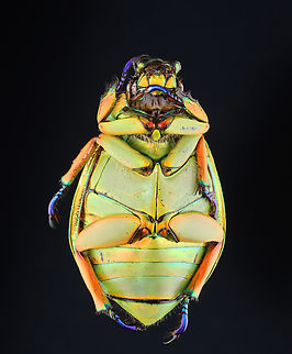 Large-eyed Jewel Scarab - Chrysina macropus *Pinned specimen; native to Guatemala
https://www.jungledragon.com/image/148470/large-eyed_jewel_scarab_-_chrysina_macropus.html
https://www.jungledragon.com/image/148473/large-eyed_jewel_scarab_-_chrysina_macropus.html
https://www.jungledragon.com/image/148472/large-eyed_jewel_scarab_-_chrysina_macropus.html
https://www.jungledragon.com/image/148471/large-eyed_jewel_scarab_-_chrysina_macropus.html Chrysina macropus,Large-eyed Jewel Scarab