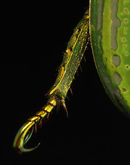 Glorious Scarab - Chrysina gloriosa This beetle has silver stripes on its elytra and gold-green legs!

*Pinned specimen; native to the American southwest
https://www.jungledragon.com/image/148477/glorious_scarab_-_chrysina_gloriosa.html
https://www.jungledragon.com/image/148480/glorious_scarab_-_chrysina_gloriosa.html
https://www.jungledragon.com/image/148478/glorious_scarab_-_chrysina_gloriosa.html Chrysina gloriosa,Glorious Scarab
