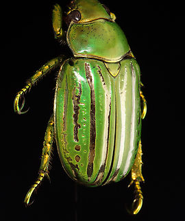 Glorious Scarab - Chrysina gloriosa This beetle has silver stripes on its elytra and gold-green legs!

*Pinned specimen; native to the American southwest
https://www.jungledragon.com/image/148477/glorious_scarab_-_chrysina_gloriosa.html
https://www.jungledragon.com/image/148480/glorious_scarab_-_chrysina_gloriosa.html
https://www.jungledragon.com/image/148478/glorious_scarab_-_chrysina_gloriosa.html Chrysina gloriosa,Glorious Scarab