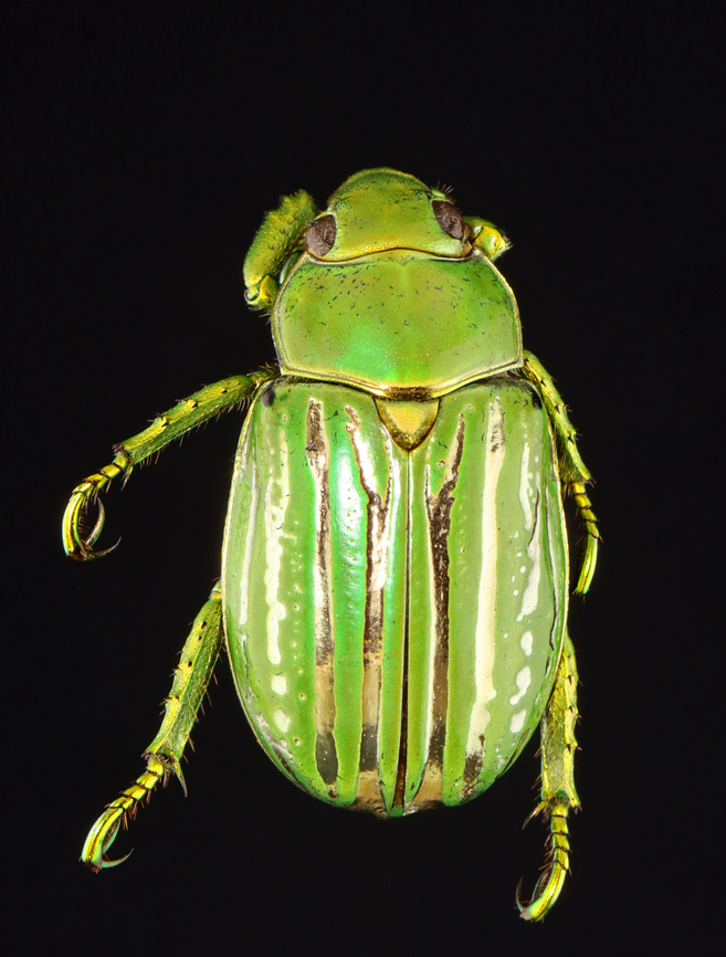Glorious Scarab - Chrysina gloriosa This beetle has silver stripes on its elytra and gold-green legs!<br />
<br />
*Pinned specimen; native to the American southwest<br />
<figure class="photo"><a href="https://www.jungledragon.com/image/148477/glorious_scarab_-_chrysina_gloriosa.html" title="Glorious Scarab - Chrysina gloriosa"><img src="https://s3.amazonaws.com/media.jungledragon.com/images/3232/148477_thumb.jpg?AWSAccessKeyId=05GMT0V3GWVNE7GGM1R2&Expires=1759968010&Signature=PRNb4hGJw7ahyXX%2B%2FU4snn6i%2FII%3D" width="120" height="152" alt="Glorious Scarab - Chrysina gloriosa This beetle has silver stripes on its elytra and gold-green legs!<br />
<br />
*Pinned specimen; native to the American southwest<br />
https://www.jungledragon.com/image/148477/glorious_scarab_-_chrysina_gloriosa.html<br />
https://www.jungledragon.com/image/148480/glorious_scarab_-_chrysina_gloriosa.html<br />
https://www.jungledragon.com/image/148478/glorious_scarab_-_chrysina_gloriosa.html Chrysina gloriosa,Glorious Scarab" /></a></figure><br />
<figure class="photo"><a href="https://www.jungledragon.com/image/148480/glorious_scarab_-_chrysina_gloriosa.html" title="Glorious Scarab - Chrysina gloriosa"><img src="https://s3.amazonaws.com/media.jungledragon.com/images/3232/148480_thumb.jpg?AWSAccessKeyId=05GMT0V3GWVNE7GGM1R2&Expires=1759968010&Signature=YNDd%2BgjAw6ibxw4wy0Wd3jnwMpI%3D" width="116" height="152" alt="Glorious Scarab - Chrysina gloriosa This beetle has silver stripes on its elytra and gold-green legs!<br />
<br />
*Pinned specimen; native to the American southwest<br />
https://www.jungledragon.com/image/148477/glorious_scarab_-_chrysina_gloriosa.html<br />
https://www.jungledragon.com/image/148480/glorious_scarab_-_chrysina_gloriosa.html<br />
https://www.jungledragon.com/image/148478/glorious_scarab_-_chrysina_gloriosa.html Chrysina,Chrysina gloriosa,Glorious Scarab,beetle,scarab" /></a></figure><br />
<figure class="photo"><a href="https://www.jungledragon.com/image/148478/glorious_scarab_-_chrysina_gloriosa.html" title="Glorious Scarab - Chrysina gloriosa"><img src="https://s3.amazonaws.com/media.jungledragon.com/images/3232/148478_thumb.jpg?AWSAccessKeyId=05GMT0V3GWVNE7GGM1R2&Expires=1759968010&Signature=W8fR1pu3QoENG25EICJOwpRE2gg%3D" width="128" height="152" alt="Glorious Scarab - Chrysina gloriosa This beetle has silver stripes on its elytra and gold-green legs!<br />
<br />
*Pinned specimen; native to the American southwest<br />
https://www.jungledragon.com/image/148477/glorious_scarab_-_chrysina_gloriosa.html<br />
https://www.jungledragon.com/image/148480/glorious_scarab_-_chrysina_gloriosa.html<br />
https://www.jungledragon.com/image/148478/glorious_scarab_-_chrysina_gloriosa.html Chrysina gloriosa,Glorious Scarab" /></a></figure> Chrysina,Chrysina gloriosa,Glorious Scarab,beetle,scarab