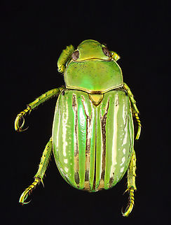 Glorious Scarab - Chrysina gloriosa This beetle has silver stripes on its elytra and gold-green legs!

*Pinned specimen; native to the American southwest
https://www.jungledragon.com/image/148477/glorious_scarab_-_chrysina_gloriosa.html
https://www.jungledragon.com/image/148480/glorious_scarab_-_chrysina_gloriosa.html
https://www.jungledragon.com/image/148478/glorious_scarab_-_chrysina_gloriosa.html Chrysina,Chrysina gloriosa,Glorious Scarab,beetle,scarab