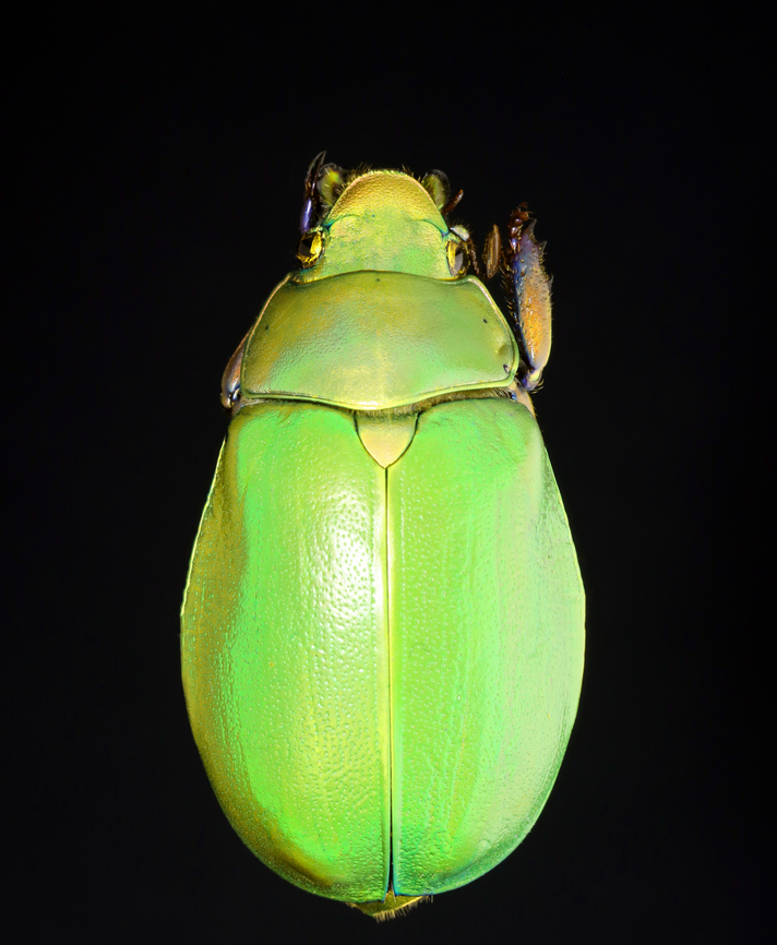 Beyer's Scarab - Chrysina beyeri The legs are iridescent purple.<br />
<br />
*Pinned specimen; native to the American southwest<br />
<figure class="photo"><a href="https://www.jungledragon.com/image/148482/beyers_scarab_-_chrysina_beyeri.html" title="Beyer&#039;s Scarab - Chrysina beyeri"><img src="https://s3.amazonaws.com/media.jungledragon.com/images/3232/148482_thumb.jpg?AWSAccessKeyId=05GMT0V3GWVNE7GGM1R2&Expires=1765411210&Signature=7Lz%2FZWhPXAdNJ2hiid8CcXUXgqo%3D" width="118" height="152" alt="Beyer&#039;s Scarab - Chrysina beyeri The legs are iridescent purple.<br />
<br />
*Pinned specimen; native to the American southwest<br />
https://www.jungledragon.com/image/148481/beyers_scarab_-_chrysina_beyeri.html Chrysina beyeri,beetle,beyer&#039;s scarab,scarab" /></a></figure> Beyer's Scarab,Chrysina beyeri