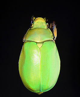 Beyer's Scarab - Chrysina beyeri The legs are iridescent purple.

*Pinned specimen; native to the American southwest
https://www.jungledragon.com/image/148482/beyers_scarab_-_chrysina_beyeri.html Beyer's Scarab,Chrysina beyeri