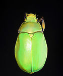 Beyer's Scarab - Chrysina beyeri The legs are iridescent purple.<br />
<br />
*Pinned specimen; native to the American southwest<br />
https://www.jungledragon.com/image/148482/beyers_scarab_-_chrysina_beyeri.html Beyer's Scarab,Chrysina beyeri