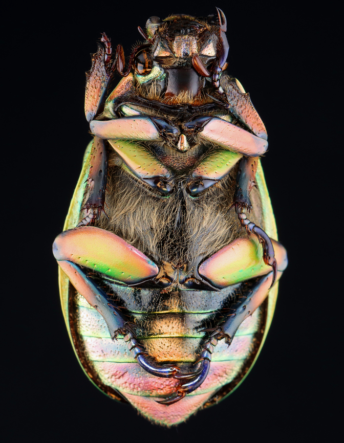 Beyer's Scarab - Chrysina beyeri The legs are iridescent purple.<br />
<br />
*Pinned specimen; native to the American southwest<br />
<figure class="photo"><a href="https://www.jungledragon.com/image/148481/beyers_scarab_-_chrysina_beyeri.html" title="Beyer's Scarab - Chrysina beyeri"><img src="https://s3.amazonaws.com/media.jungledragon.com/images/3232/148481_thumb.jpg?AWSAccessKeyId=05GMT0V3GWVNE7GGM1R2&Expires=1770854410&Signature=YqGPaSMlTA27D%2Frr8fAxuvKnMu8%3D" width="126" height="152" alt="Beyer's Scarab - Chrysina beyeri The legs are iridescent purple.<br />
<br />
*Pinned specimen; native to the American southwest<br />
https://www.jungledragon.com/image/148482/beyers_scarab_-_chrysina_beyeri.html Beyer's Scarab,Chrysina beyeri" /></a></figure> Chrysina beyeri,beetle,beyer's scarab,scarab