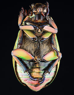 Beyer's Scarab - Chrysina beyeri The legs are iridescent purple.

*Pinned specimen; native to the American southwest
https://www.jungledragon.com/image/148481/beyers_scarab_-_chrysina_beyeri.html Chrysina beyeri,beetle,beyer's scarab,scarab