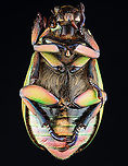 Beyer's Scarab - Chrysina beyeri The legs are iridescent purple.<br />
<br />
*Pinned specimen; native to the American southwest<br />
https://www.jungledragon.com/image/148481/beyers_scarab_-_chrysina_beyeri.html Chrysina beyeri,beetle,beyer's scarab,scarab