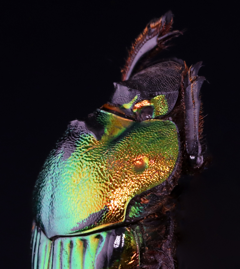 Dung Beetle - Phanaeus mexicanus *Pinned specimen; native to Mexico<br />
<figure class="photo"><a href="https://www.jungledragon.com/image/148501/dung_beetle_-_phanaeus_mexicanus.html" title="Dung Beetle - Phanaeus mexicanus"><img src="https://s3.amazonaws.com/media.jungledragon.com/images/3232/148501_thumb.jpg?AWSAccessKeyId=05GMT0V3GWVNE7GGM1R2&Expires=1770854410&Signature=BIOBUTbLykFEmDazgBEPaAQFYKw%3D" width="134" height="152" alt="Dung Beetle - Phanaeus mexicanus *Pinned specimen; native to Mexico <br />
https://www.jungledragon.com/image/148500/dung_beetle_-_phanaeus_mexicanus.html Phanaeus,Phanaeus mexicanus,beetle,dung beetle" /></a></figure> Phanaeus,Phanaeus mexicanus,beetle,dung beetle
