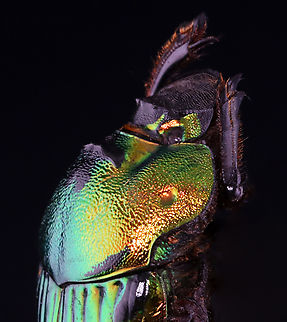 Dung Beetle - Phanaeus mexicanus *Pinned specimen; native to Mexico
https://www.jungledragon.com/image/148501/dung_beetle_-_phanaeus_mexicanus.html Phanaeus,Phanaeus mexicanus,beetle,dung beetle