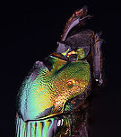 Dung Beetle - Phanaeus mexicanus *Pinned specimen; native to Mexico<br />
https://www.jungledragon.com/image/148501/dung_beetle_-_phanaeus_mexicanus.html Phanaeus,Phanaeus mexicanus,beetle,dung beetle