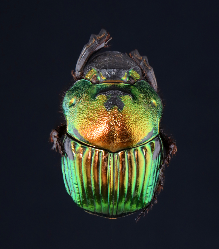 Dung Beetle - Phanaeus mexicanus *Pinned specimen; native to Mexico <br />
<figure class="photo"><a href="https://www.jungledragon.com/image/148500/dung_beetle_-_phanaeus_mexicanus.html" title="Dung Beetle - Phanaeus mexicanus"><img src="https://s3.amazonaws.com/media.jungledragon.com/images/3232/148500_thumb.jpg?AWSAccessKeyId=05GMT0V3GWVNE7GGM1R2&Expires=1759968010&Signature=MuV7ltI265tgQPbs%2F%2FFZdQcBhjQ%3D" width="136" height="152" alt="Dung Beetle - Phanaeus mexicanus *Pinned specimen; native to Mexico<br />
https://www.jungledragon.com/image/148501/dung_beetle_-_phanaeus_mexicanus.html Phanaeus,Phanaeus mexicanus,beetle,dung beetle" /></a></figure> Phanaeus,Phanaeus mexicanus,beetle,dung beetle