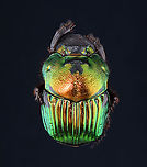 Dung Beetle - Phanaeus mexicanus *Pinned specimen; native to Mexico <br />
https://www.jungledragon.com/image/148500/dung_beetle_-_phanaeus_mexicanus.html Phanaeus,Phanaeus mexicanus,beetle,dung beetle