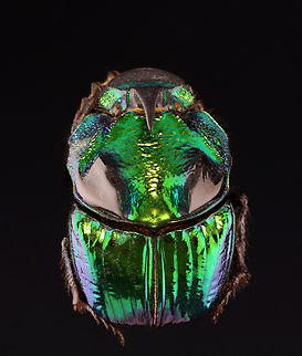 Dung Digger - Phanaeus demon *Pinned specimen; native to Mexico 
https://www.jungledragon.com/image/148503/dung_digger_-_phanaeus_demon.html Phanaeus,Phanaeus demon,beetle,dung beetle,dung digger