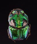 Dung Digger - Phanaeus demon *Pinned specimen; native to Mexico <br />
https://www.jungledragon.com/image/148503/dung_digger_-_phanaeus_demon.html Phanaeus,Phanaeus demon,beetle,dung beetle,dung digger