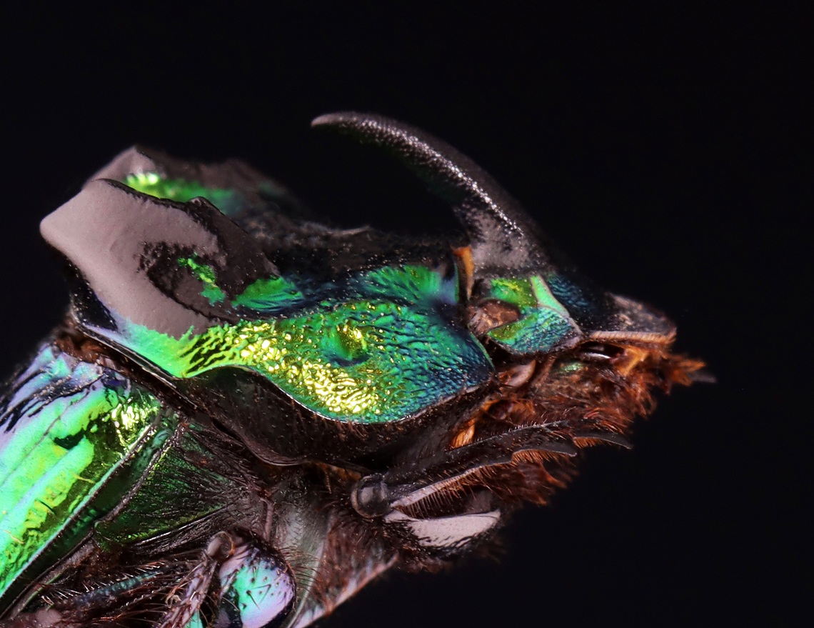 Dung Digger - Phanaeus demon *Pinned specimen; native to Mexico<br />
<figure class="photo"><a href="https://www.jungledragon.com/image/148502/dung_digger_-_phanaeus_demon.html" title="Dung Digger - Phanaeus demon"><img src="https://s3.amazonaws.com/media.jungledragon.com/images/3232/148502_thumb.jpg?AWSAccessKeyId=05GMT0V3GWVNE7GGM1R2&Expires=1770854410&Signature=RHjwVjfUAtccaM18y4KJo5vEDaw%3D" width="130" height="152" alt="Dung Digger - Phanaeus demon *Pinned specimen; native to Mexico <br />
https://www.jungledragon.com/image/148503/dung_digger_-_phanaeus_demon.html Phanaeus,Phanaeus demon,beetle,dung beetle,dung digger" /></a></figure> Phanaeus,Phanaeus demon,Scarabaeidae,beetle,dung beetle,dung digger