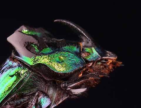 Dung Digger - Phanaeus demon *Pinned specimen; native to Mexico
https://www.jungledragon.com/image/148502/dung_digger_-_phanaeus_demon.html Phanaeus,Phanaeus demon,Scarabaeidae,beetle,dung beetle,dung digger