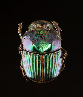 Dung Beetle - Phanaeus pilatei Believe it or not, I gave this beetle a bath before I took this photo. It was so dirty! But, I think I didn't let it dry long enough because it fell apart after I took this photo.

*Pinned specimen; native to Central America Phanaeus,Phanaeus pilatei,beetle,dung beetle