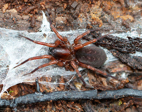 Spider - Wadotes sp. Habitat: Found under a rotting log; mixed forest Fall,Geotagged,United States,spider,wadotes