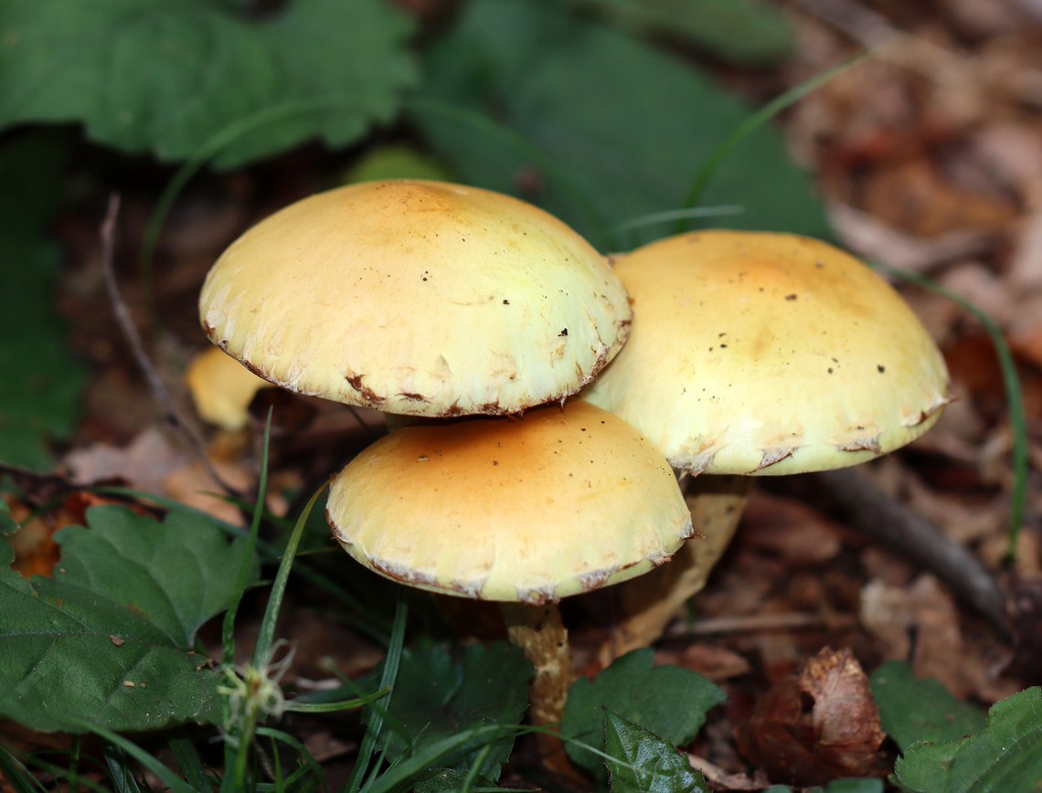 Flammula alnicola Habitat: Growing in clusters on the ground. Nearest trees were hardwood.<br />
<figure class="photo"><a href="https://www.jungledragon.com/image/148544/flammula_alnicola.html" title="Flammula alnicola"><img src="https://s3.amazonaws.com/media.jungledragon.com/images/3232/148544_thumb.jpg?AWSAccessKeyId=05GMT0V3GWVNE7GGM1R2&Expires=1767225610&Signature=fEF1Z%2Bsg9VrmgMWon5C5veP6Y64%3D" width="138" height="152" alt="Flammula alnicola Habitat: Growing in clusters on the ground. Nearest trees were hardwood.<br />
https://www.jungledragon.com/image/148544/flammula_alnicola.html<br />
https://www.jungledragon.com/image/148542/flammula_alnicola.html<br />
https://www.jungledragon.com/image/148541/flammula_alnicola.html Fall,Flammula Alnicola,Flammula alnicola,Geotagged,United States" /></a></figure><br />
<figure class="photo"><a href="https://www.jungledragon.com/image/148542/flammula_alnicola.html" title="Flammula alnicola"><img src="https://s3.amazonaws.com/media.jungledragon.com/images/3232/148542_thumb.jpg?AWSAccessKeyId=05GMT0V3GWVNE7GGM1R2&Expires=1767225610&Signature=%2FZmvICXraJbCxEyczn1oVLUQXnY%3D" width="112" height="152" alt="Flammula alnicola Habitat: Growing in clusters on the ground. Nearest trees were hardwood<br />
https://www.jungledragon.com/image/148544/flammula_alnicola.html<br />
https://www.jungledragon.com/image/148542/flammula_alnicola.html<br />
https://www.jungledragon.com/image/148541/flammula_alnicola.html Fall,Flammula Alnicola,Flammula alnicola,Geotagged,United States" /></a></figure><br />
<figure class="photo"><a href="https://www.jungledragon.com/image/148541/flammula_alnicola.html" title="Flammula alnicola"><img src="https://s3.amazonaws.com/media.jungledragon.com/images/3232/148541_thumb.jpg?AWSAccessKeyId=05GMT0V3GWVNE7GGM1R2&Expires=1767225610&Signature=2zCT9gY85kEIZfN6fr0JsAHlIYc%3D" width="200" height="154" alt="Flammula alnicola Habitat: Growing in clusters on the ground. Nearest trees were hardwood.<br />
https://www.jungledragon.com/image/148544/flammula_alnicola.html<br />
https://www.jungledragon.com/image/148542/flammula_alnicola.html<br />
https://www.jungledragon.com/image/148541/flammula_alnicola.html Fall,Flammula,Flammula Alnicola,Flammula alnicola,Geotagged,United States,fungi,mushrooms" /></a></figure> Fall,Flammula,Flammula Alnicola,Flammula alnicola,Geotagged,United States,fungi,mushrooms