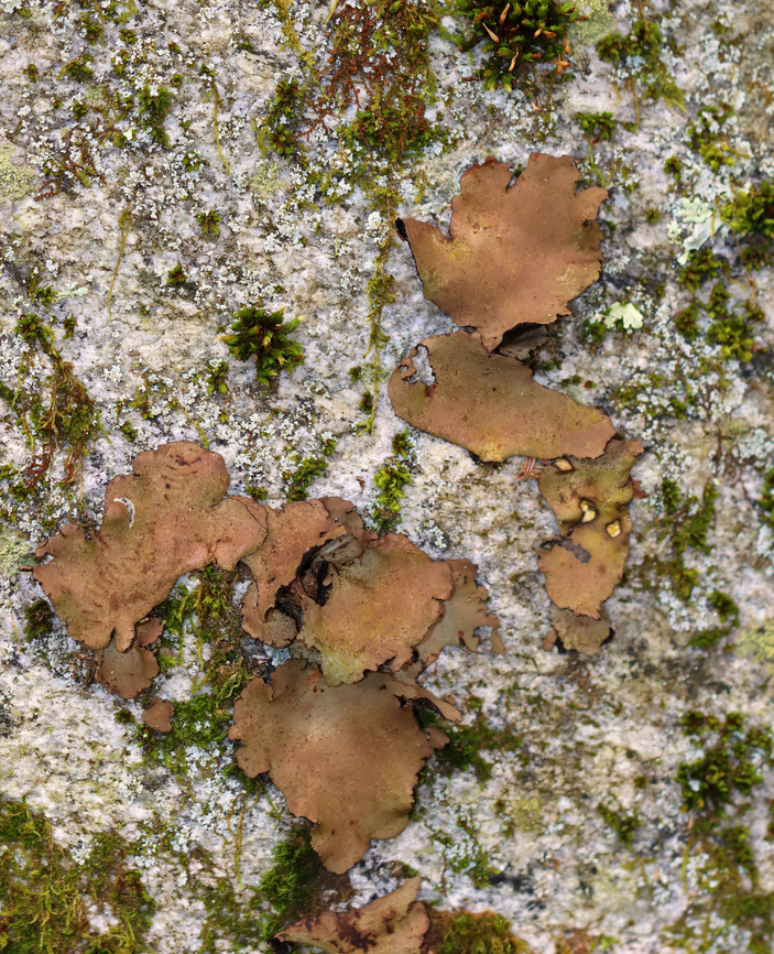 Smooth Rock Tripe - Umbilicaria mammulata This lichen turns green when wet and brown when dry. It had recently rained, but not enough to turn more than just the centers green.<br />
<br />
Habitat: Covering rocks in a deciduous forest Fall,Geotagged,Smooth Rock Tripe,Umbilicaria,Umbilicaria mammulata,United States,lichen