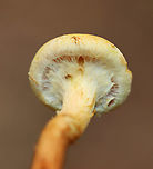 Flammula alnicola Habitat: Growing in clusters on the ground. Nearest trees were hardwood.<br />
https://www.jungledragon.com/image/148544/flammula_alnicola.html<br />
https://www.jungledragon.com/image/148542/flammula_alnicola.html<br />
https://www.jungledragon.com/image/148541/flammula_alnicola.html Fall,Flammula Alnicola,Flammula alnicola,Geotagged,United States